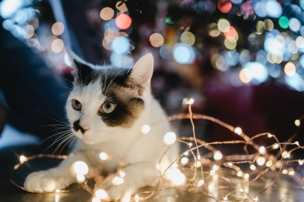    3% опрошенных нижегородцев ненавидят Новый год, 35% - ждут с нетерпением