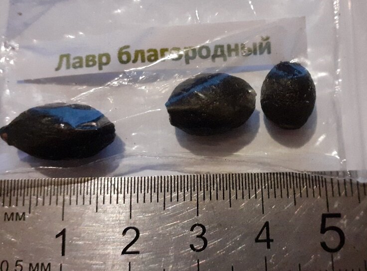 Лавр, так лавр...