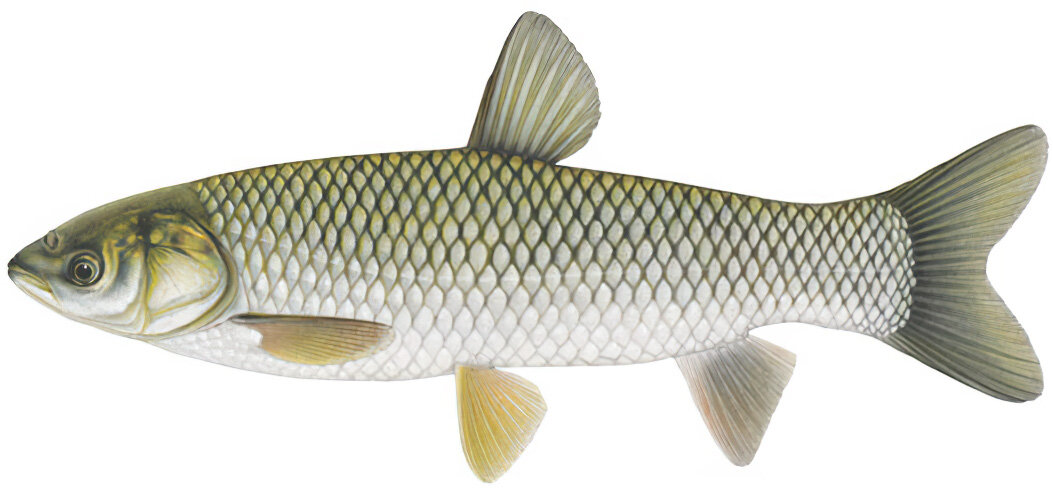 Ctenopharyngodon idella