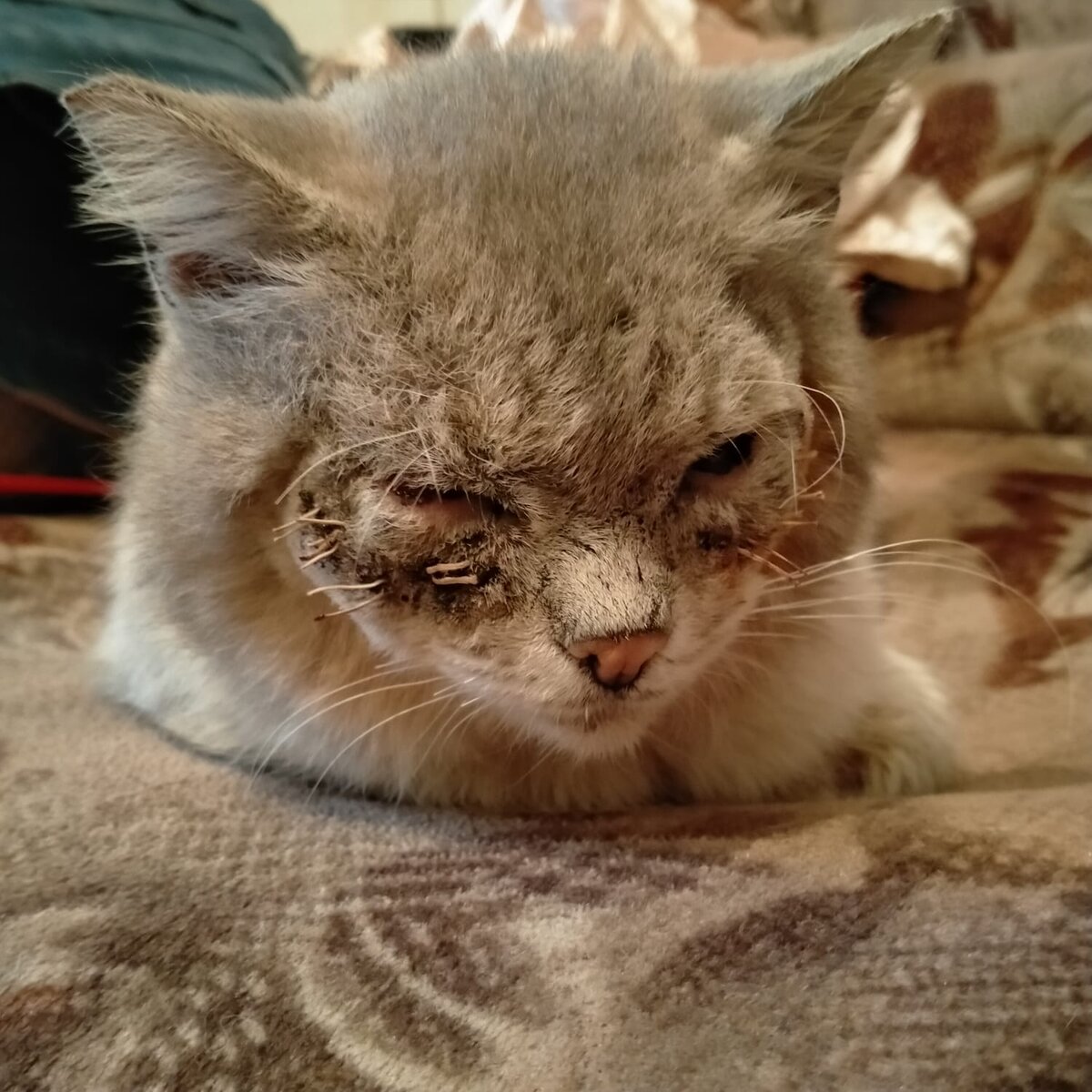 На передержке его называют Барсиком