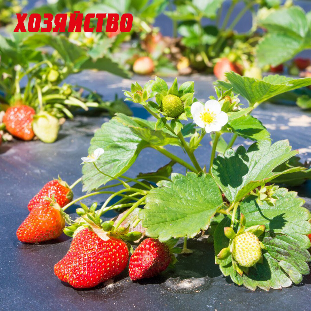 Клубника Магнус