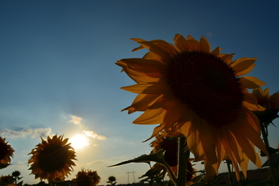    Подсолнухи в поле в Солнечногорском районе. ©Алина Негодина Фотобанк МО