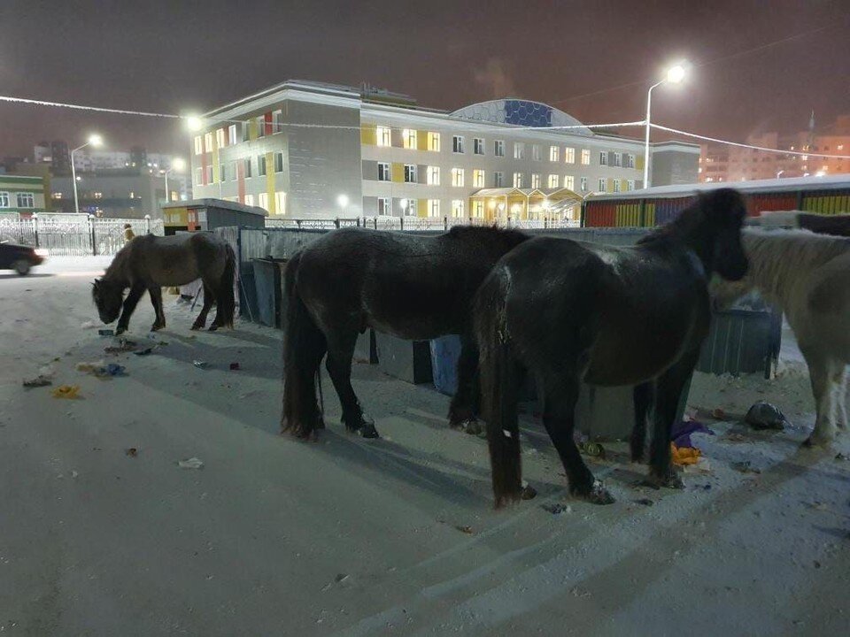     Фото: t.me/suzie_rozhina