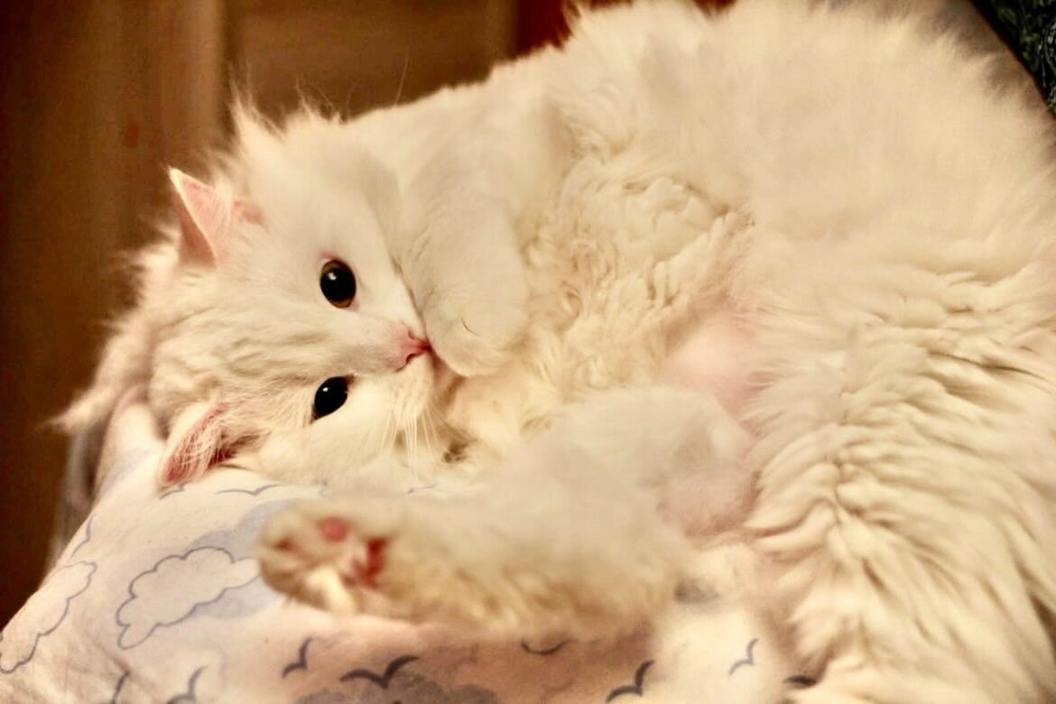 Сандре всего 2-3 года. Нежная, воздушная, трогательная малышка очень хочет домой.