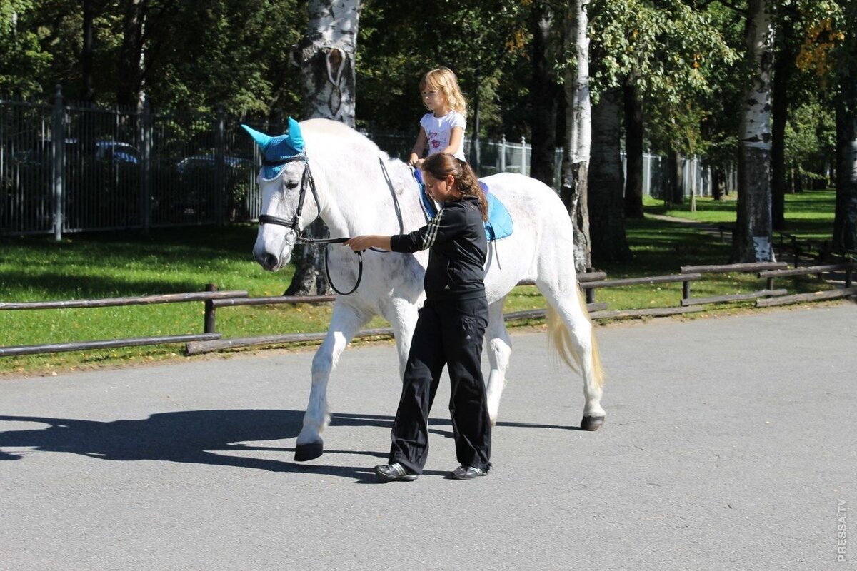 Яндекс. Картинки