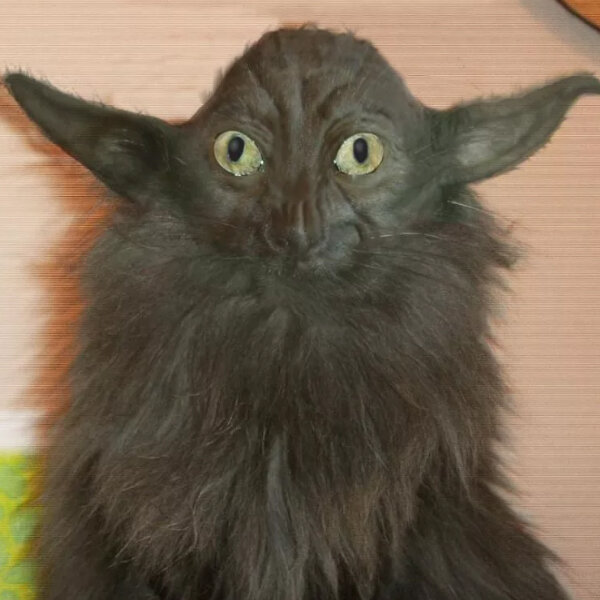 продавали без документов ориентального котёнка: говорили превратится в роскошного кота)))