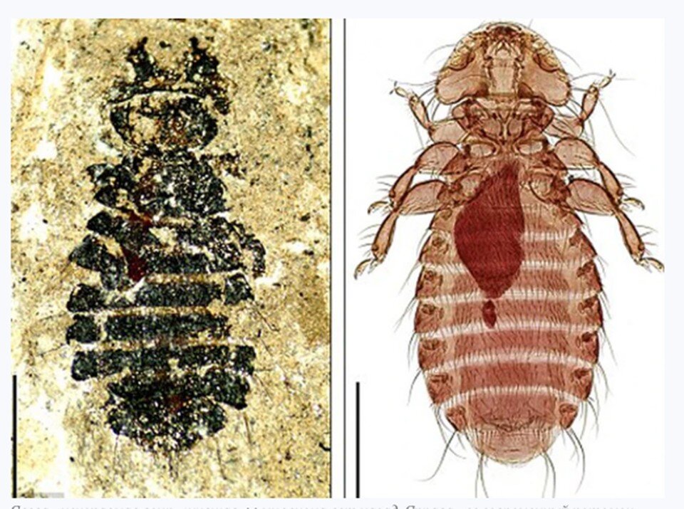     Ископаемые вши (слева) – жили еще на динозаврах.
