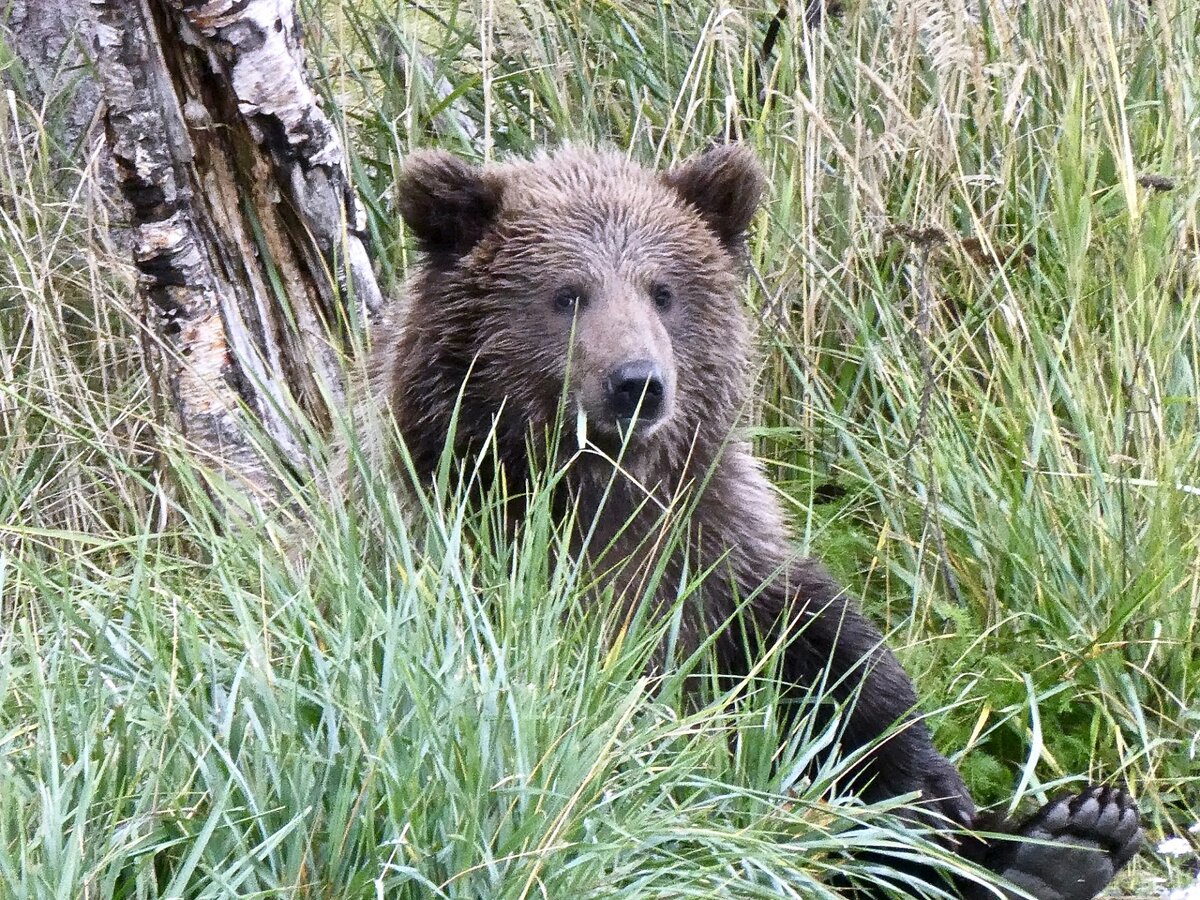 Медве́жьи — семейство млекопитающих отряда хищных.