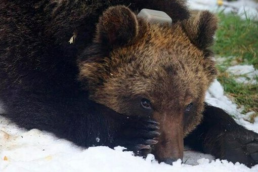     Медведь, который воровал печенье в Италии, теперь мечтает о рождественском кексе