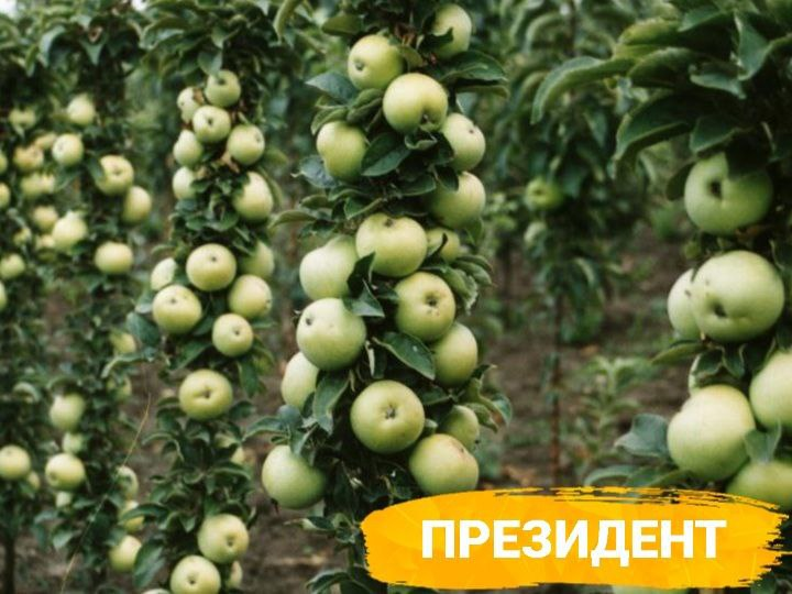 Недостатки колоновидных деревьев. Недостатки колоновидных деревьев
