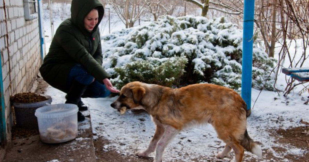 Собака на улице. Бездомные собаки зима. Подкармливать бездомных животных.