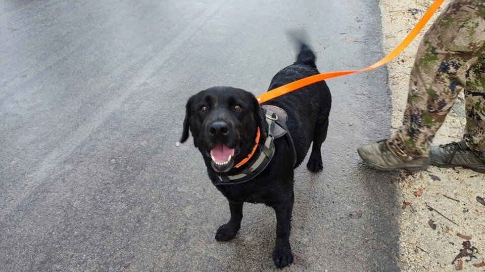     Сейчас собака чувствует себя хорошо. Фото: Дмитрий Фролов |ВК