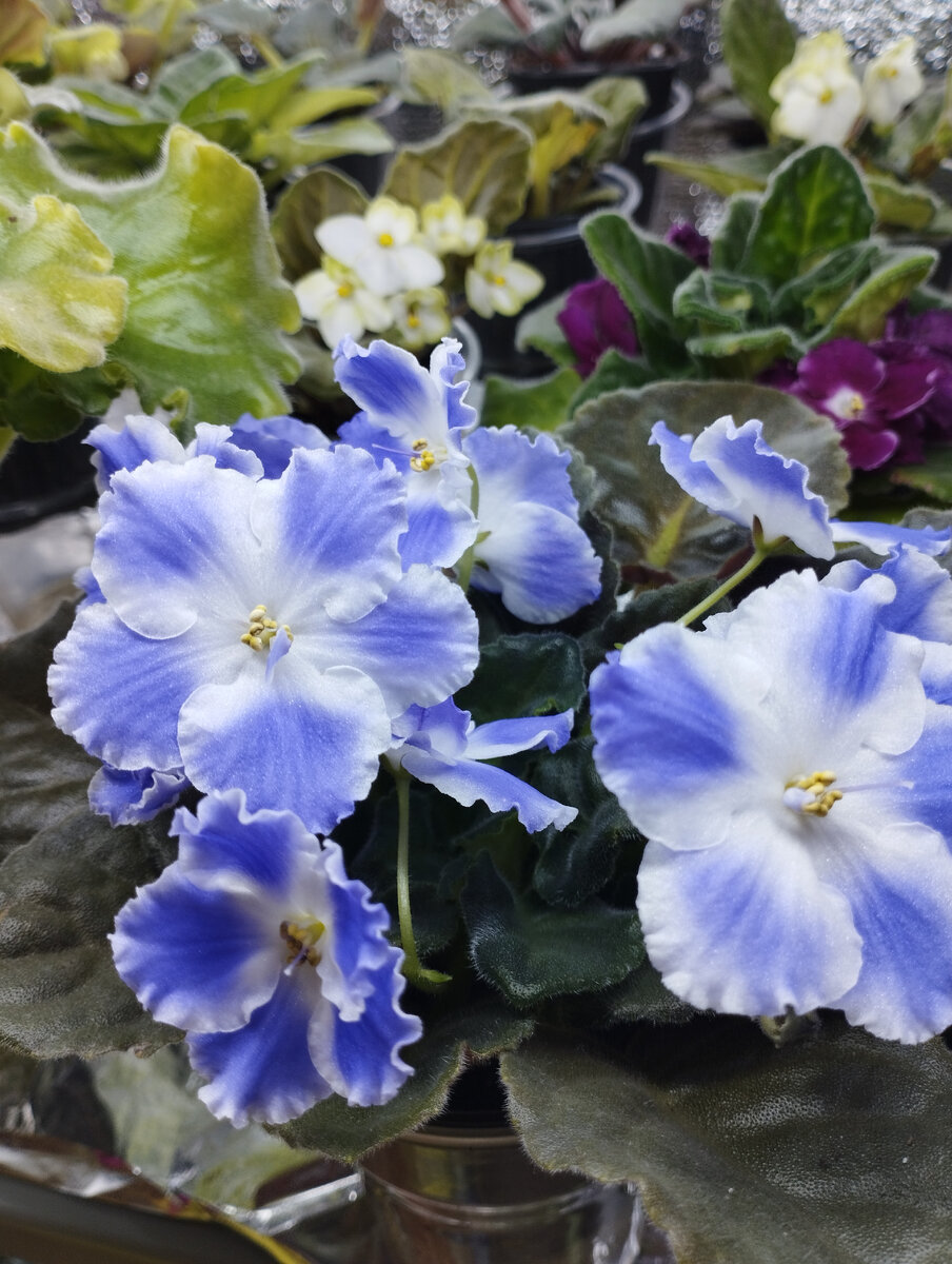 Фото автора. 