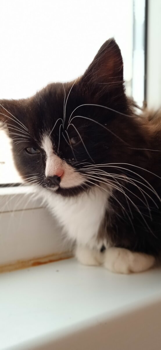 Парсифаль на карантине