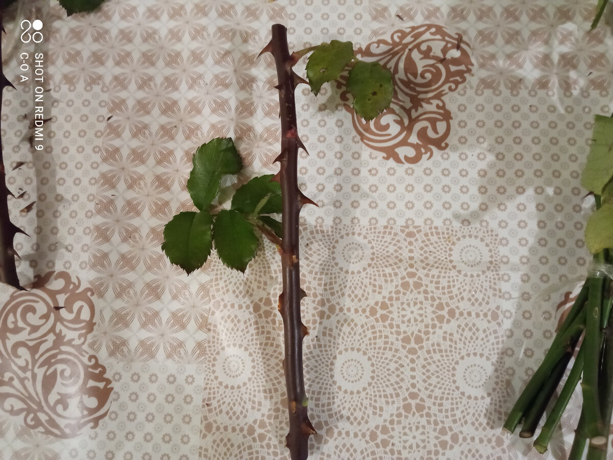 Можно срезать все шипы доверху. А можно до середины. Как удобно.