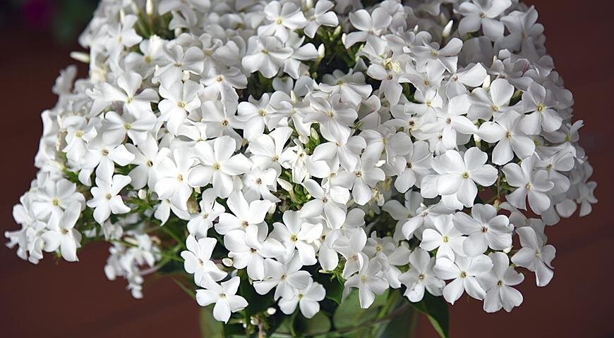 Флокс Царевна Лебедь