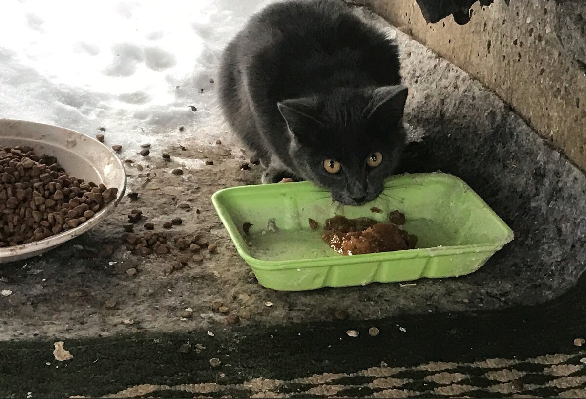 Котенок боится уличных сородичей. Ему будет трудно выжить на улице
