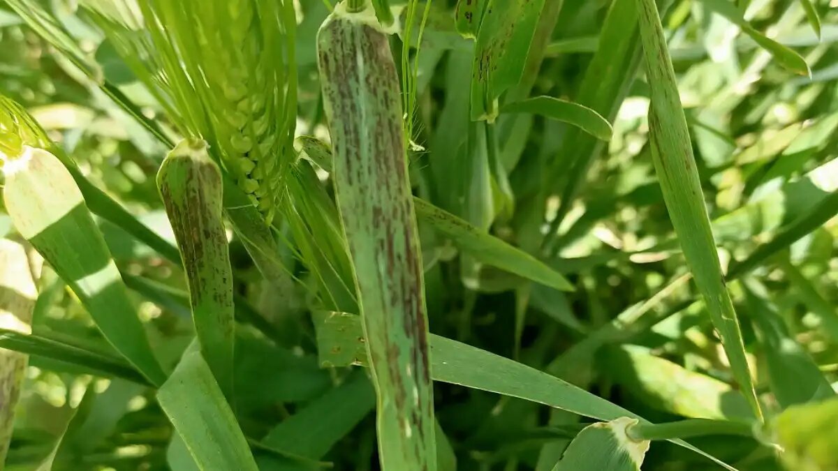 Фото:пресс-служба Россельхозцентра Темно-бурый гельминтоспориоз на растениях ячменя