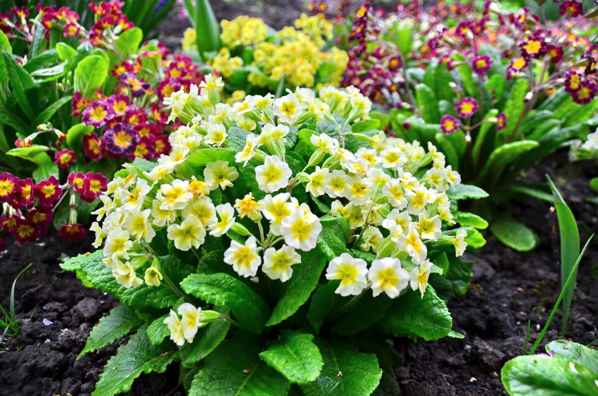 Майл. Картинки