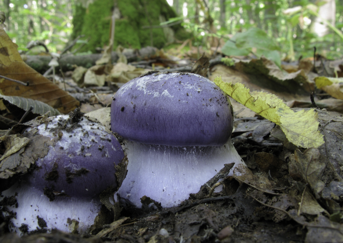 Фото Ирины Ухановой. "Грибник России"https://vk.com/club211203944