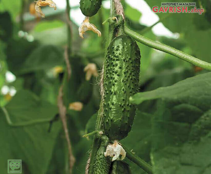 Огурец F1 Киборг, фото на растении