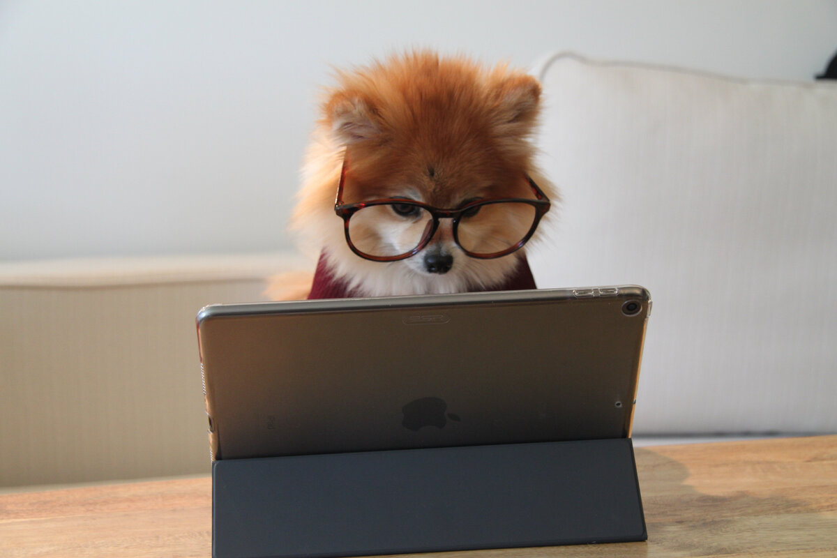 фото:  Cookie the Pom, unsplash.com