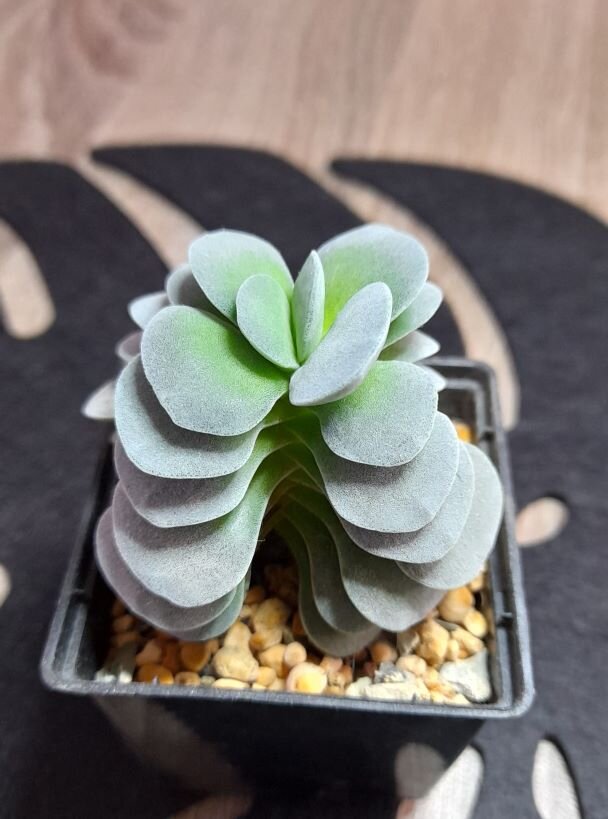 Crassula cv. Morgans Beauty - Крассула сорт Морганс бьюти