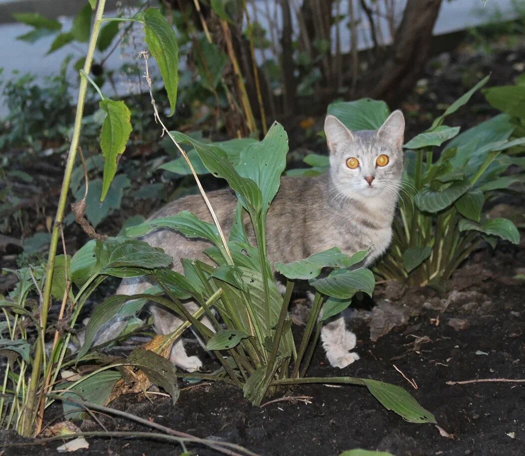 Напуганное животное может отсиживаться в укрытии во время дневной суеты и терпеть голод и жажду несколько часов