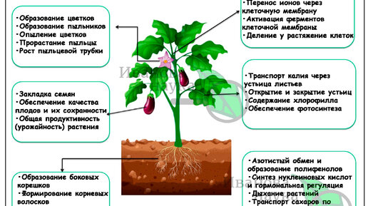 БОРНЫЕ ПОДКОРМКИ. Безопасный и эффективный авторский рецепт, которым тяжело переБОРщить. Особая подкормка бором для рассады и земляники.