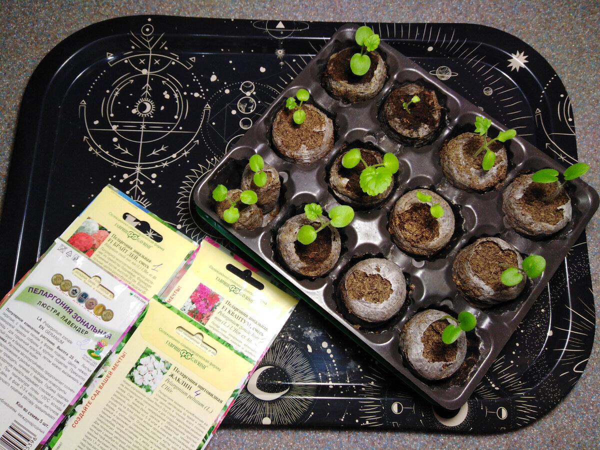 Пеларгонии из семян 4 рядочка: 1 - зональная Брайт Дей (4 из 5), 2 - зональная Люстра Лавандер (2,5 из 5), 3 - зональная Квантум (2 из 4), 4 - щитовидная Жаклин (3 из 5). 