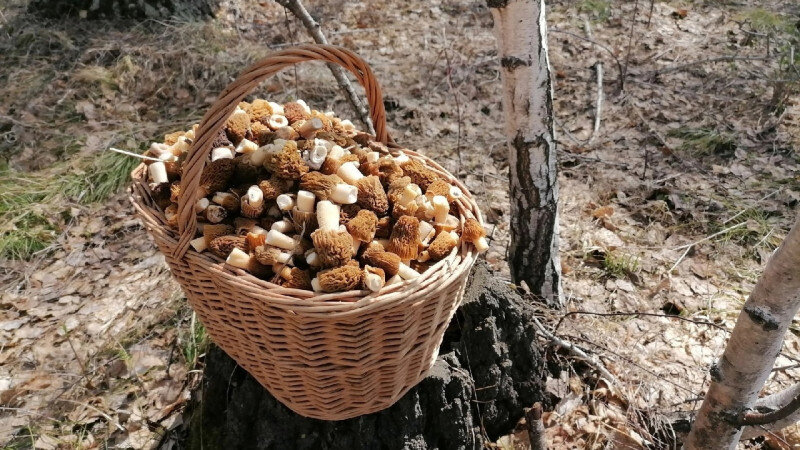     Большой урожай грибов Грибники Барнаула и Алтайского края