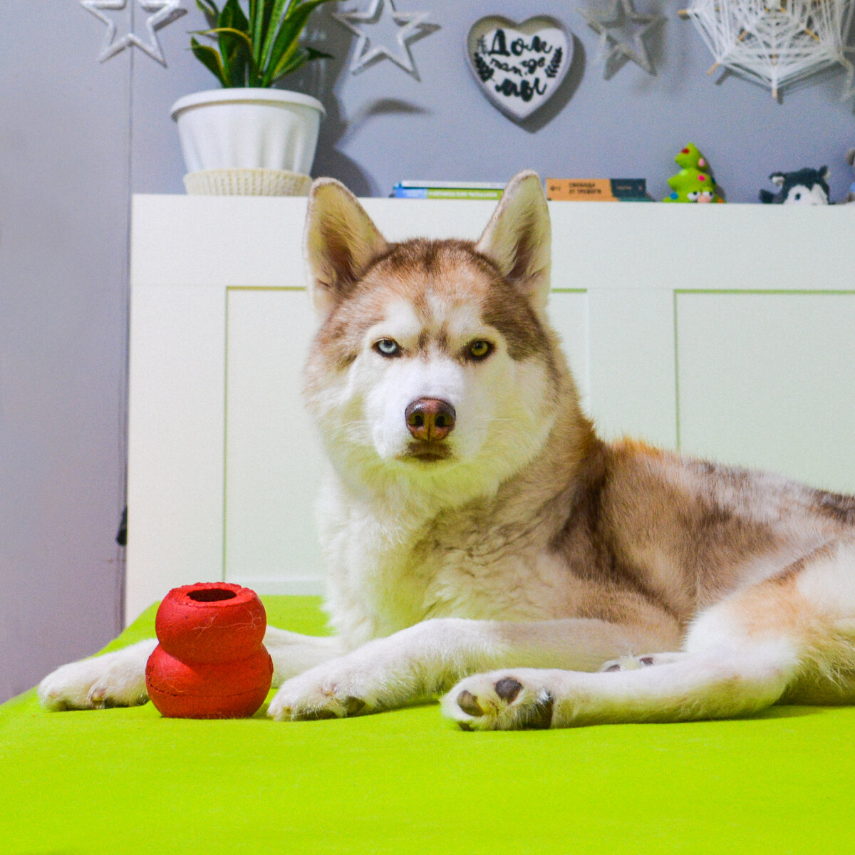 Айс и его любимый старый конг (вернее, 2/3 конга)))