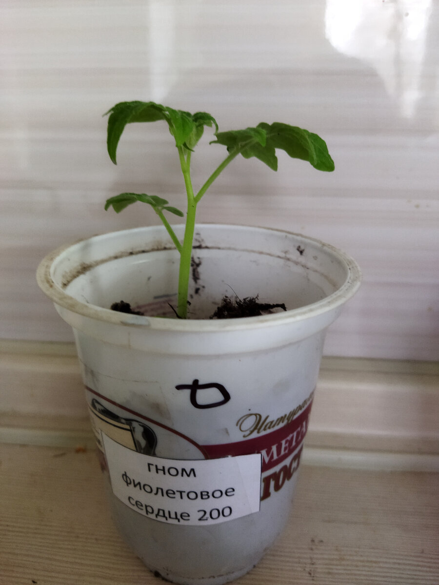 16 апреля - гном, посеянный 10 марта. Листайте.