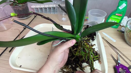 нужно срезать свежий цветонос орхидеи чтобы орхидея жила дальше