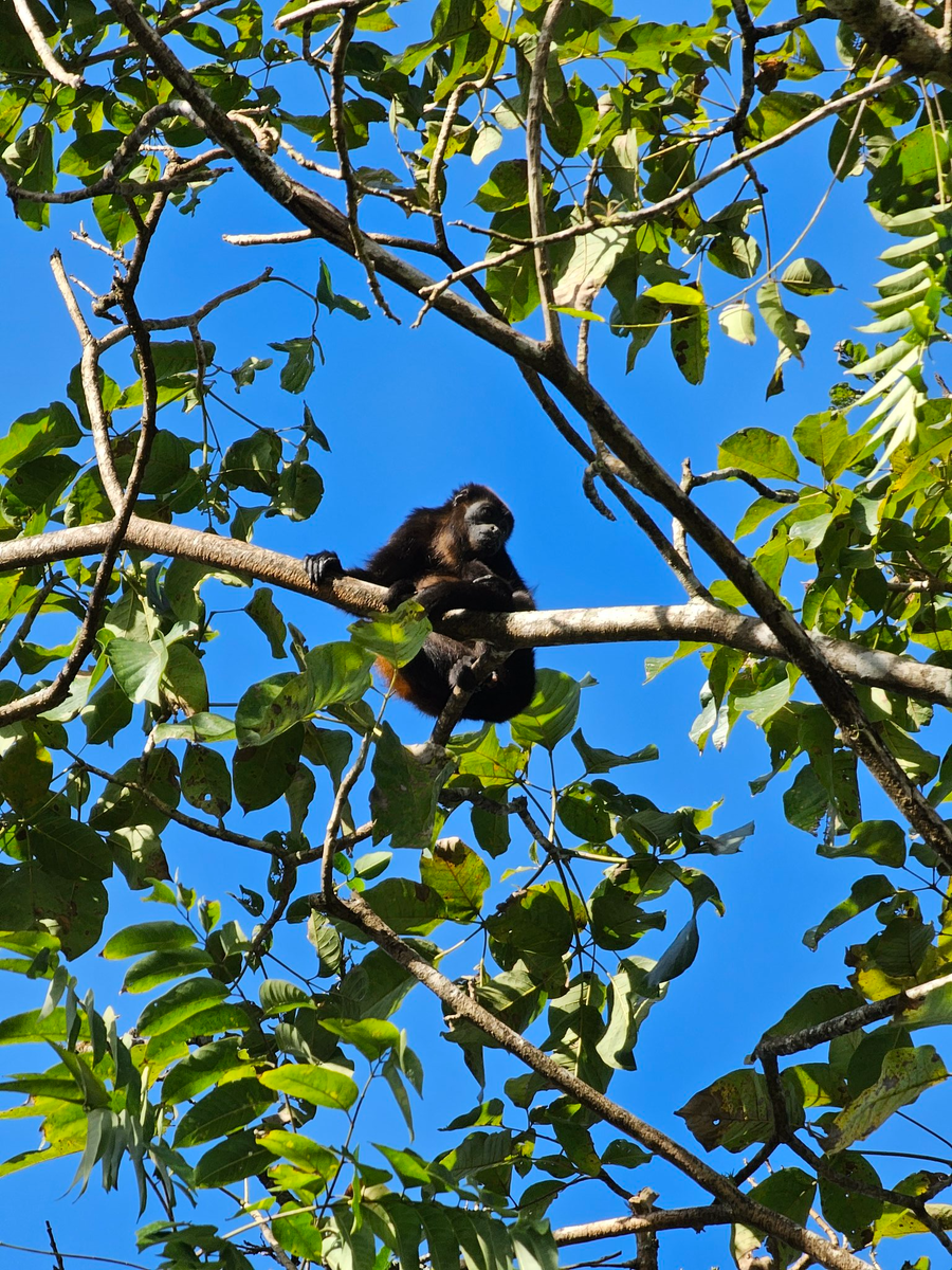    10-кратный зум