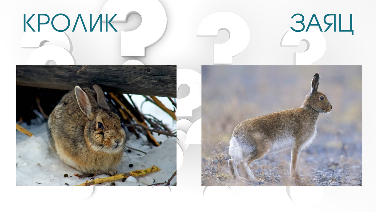 Заяц более распространён чем кролик.