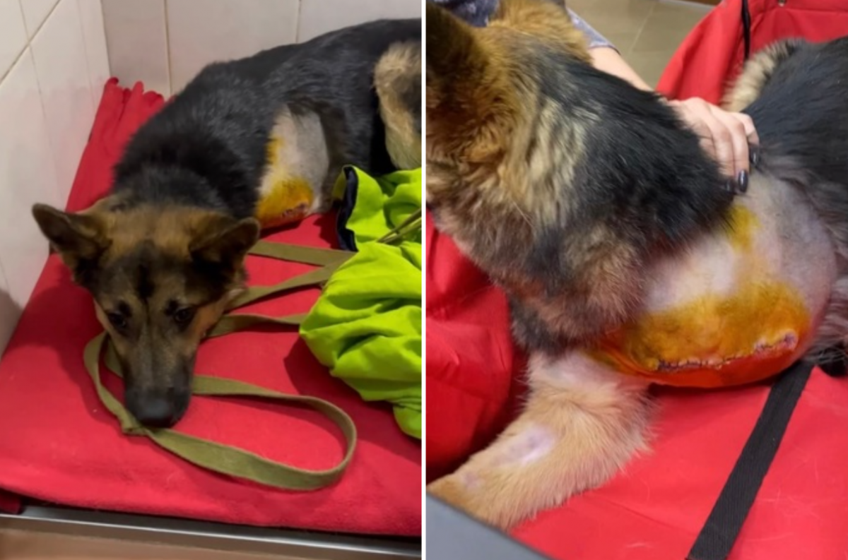    В Новосибирске ампутировали лапу сбитой собаке Доре из города Печоры