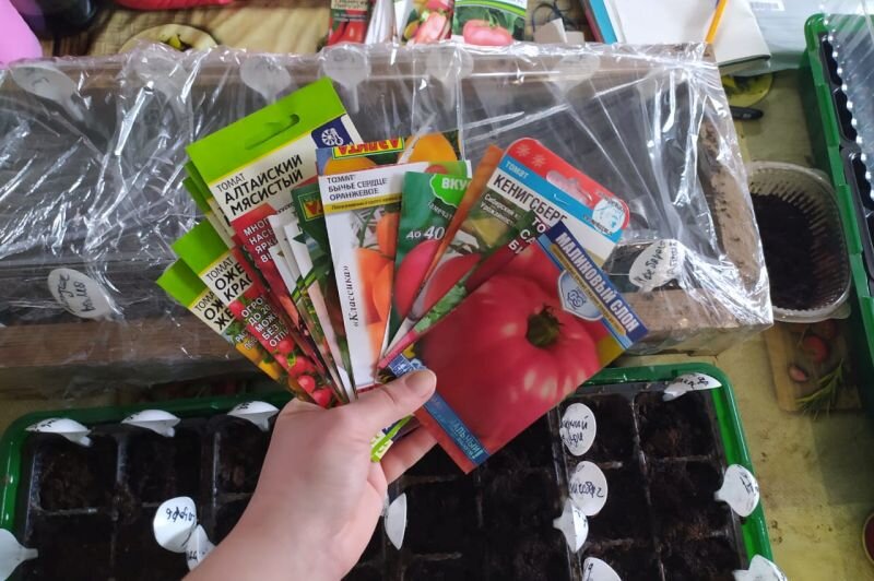 Сею семена томатов в ящики и пластиковые контейнеры.