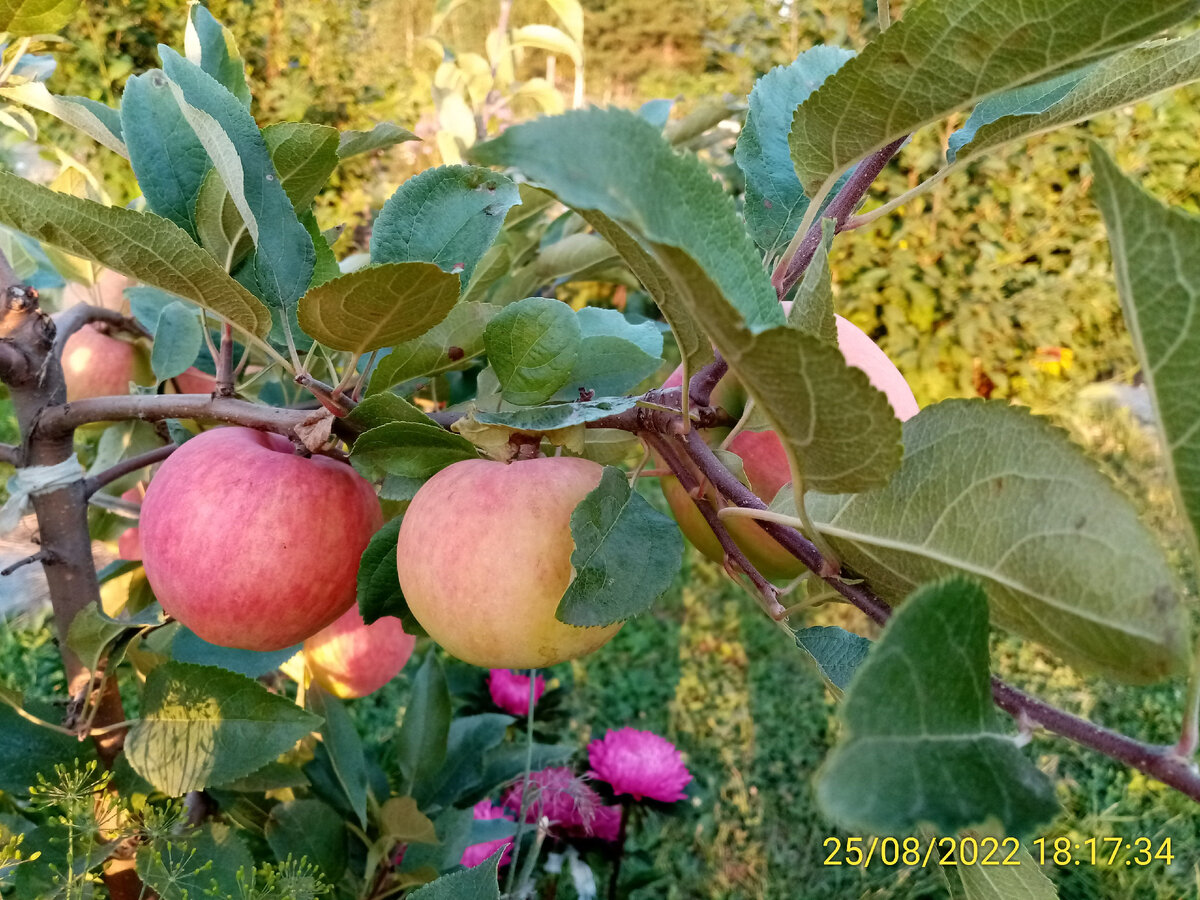 Молодой Мантет. Под молодой яблонькой растут хризантеллы.