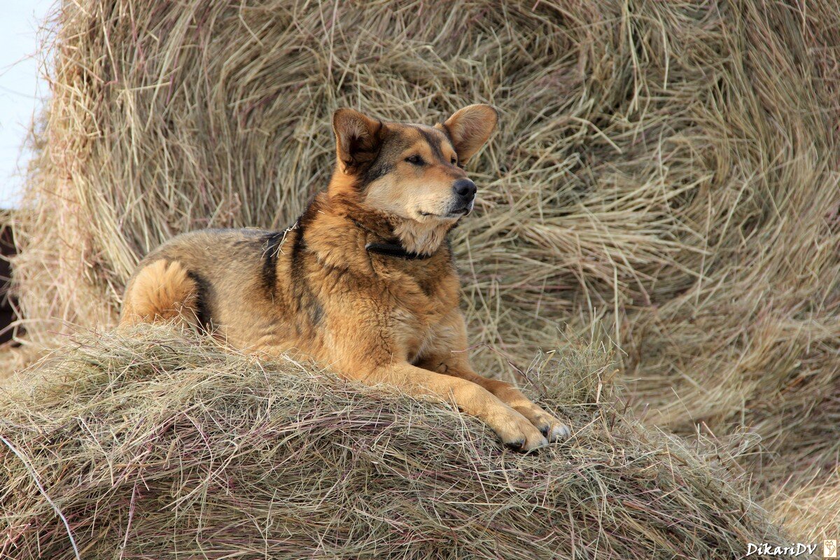 Собака на сене картина