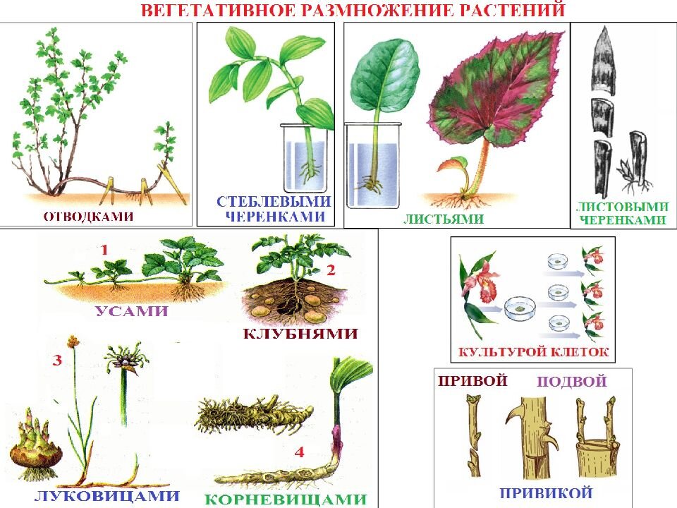 Жизнедеятельность растений размножение. Жизнедеятельность растений 6 класс. Разведение растений листья. Процесс жизнедеятельности растений размножение.