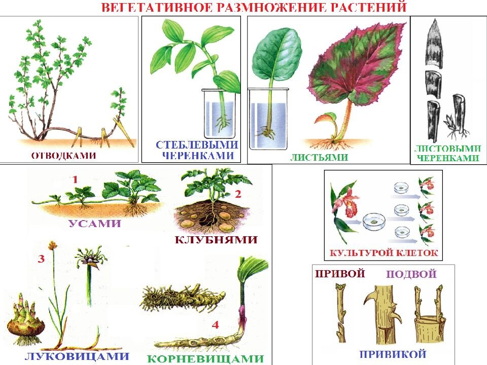 Вегетативное размножение листом