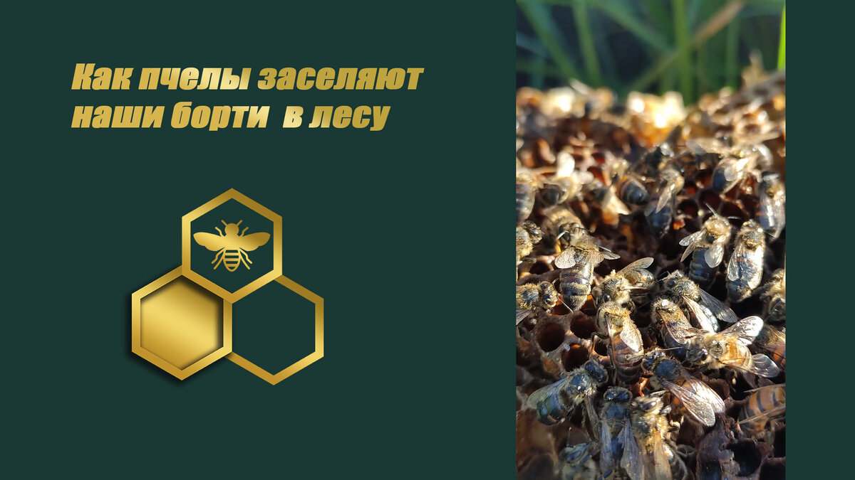 Лесная тёмная пчела 