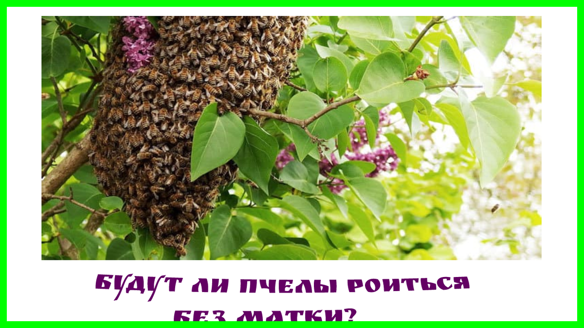 Рой пчел привился на сирени