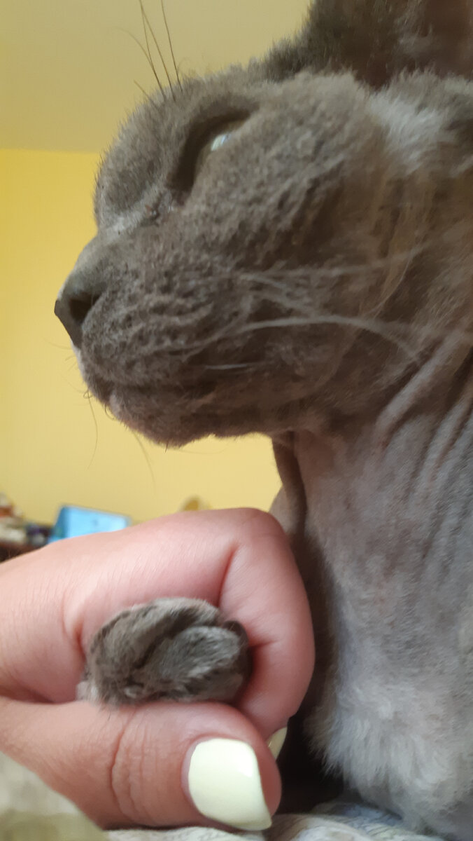 Лапа в руке - признак доверия и любви.