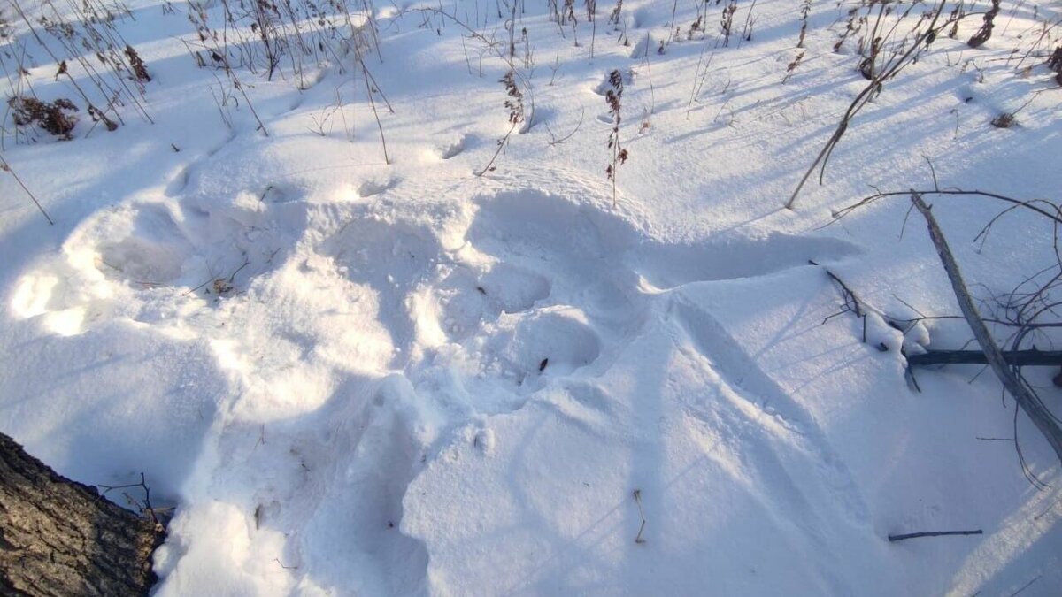     99 случаев нападения тигров на собак зафиксировано в этом году в Приморском крае. Эти и другие цифры озвучили участники пресс-конференции в правительстве Приморского края.