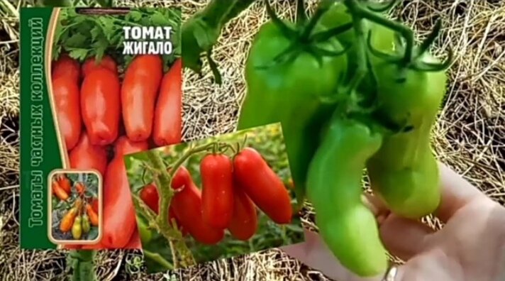 из альбома автора