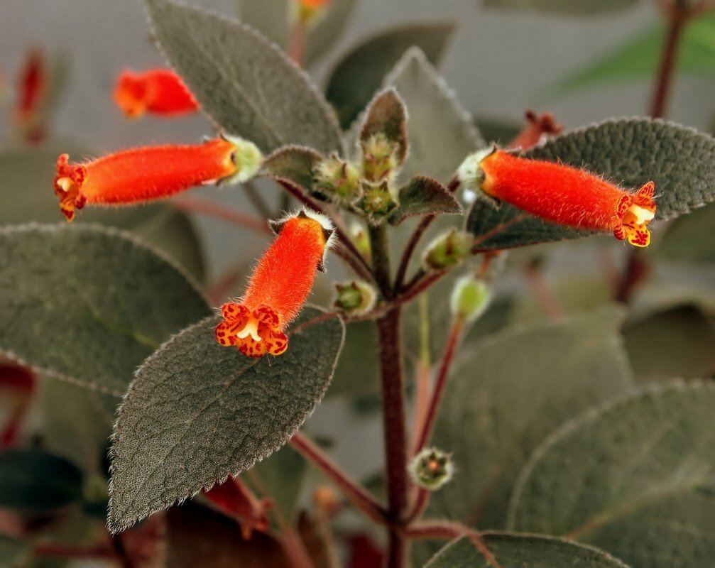 Колерия волосистая (Kohleria hirsuta). Фото с сайта https://www.botanichka.ru/article/luchshie-vidy-kolerij-dlya-komnatnogo-czvetovodstva/