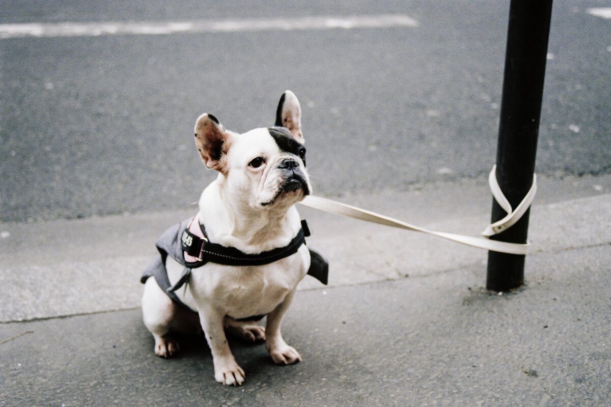     Можно ли привязывать собаку перед магазином?