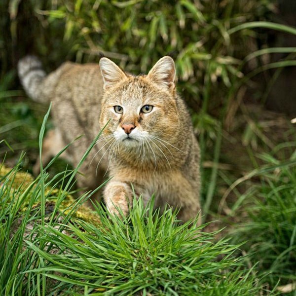Астраханский камышовый кот котята фото